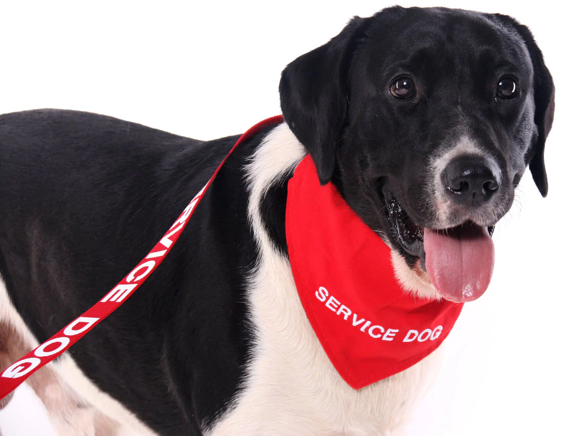 Support Dog Scarf Collar - Image 4